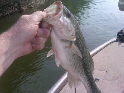 Bluffed Again: how i fish bluff walls for bass