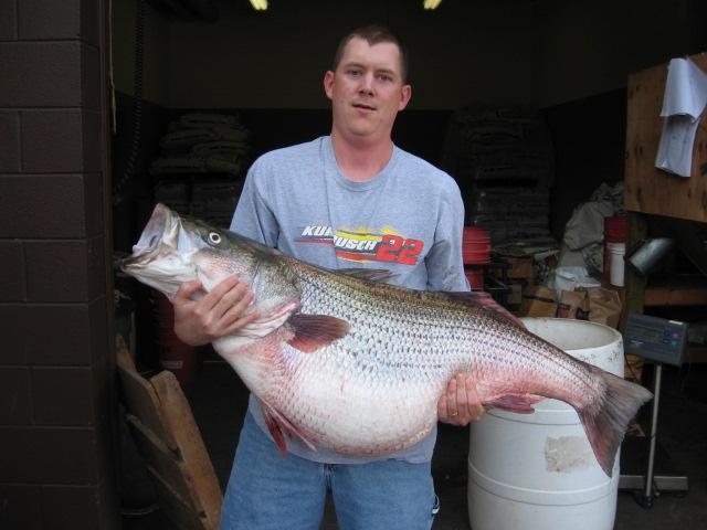 2011 Missouri record striped bass