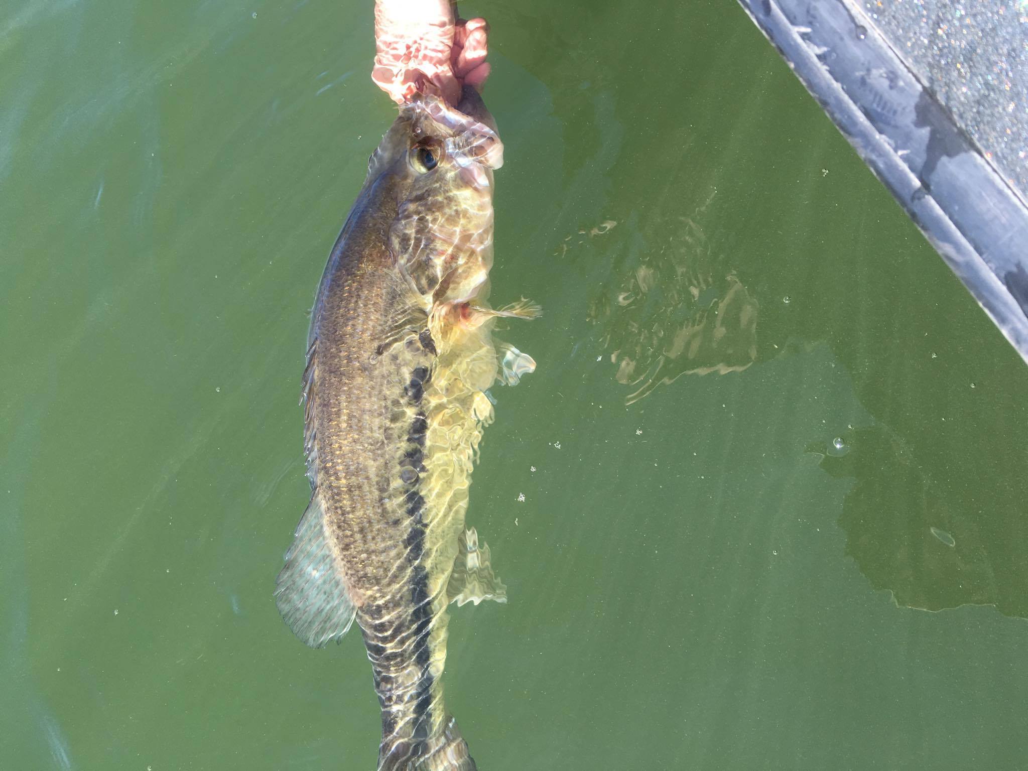 7lber in water