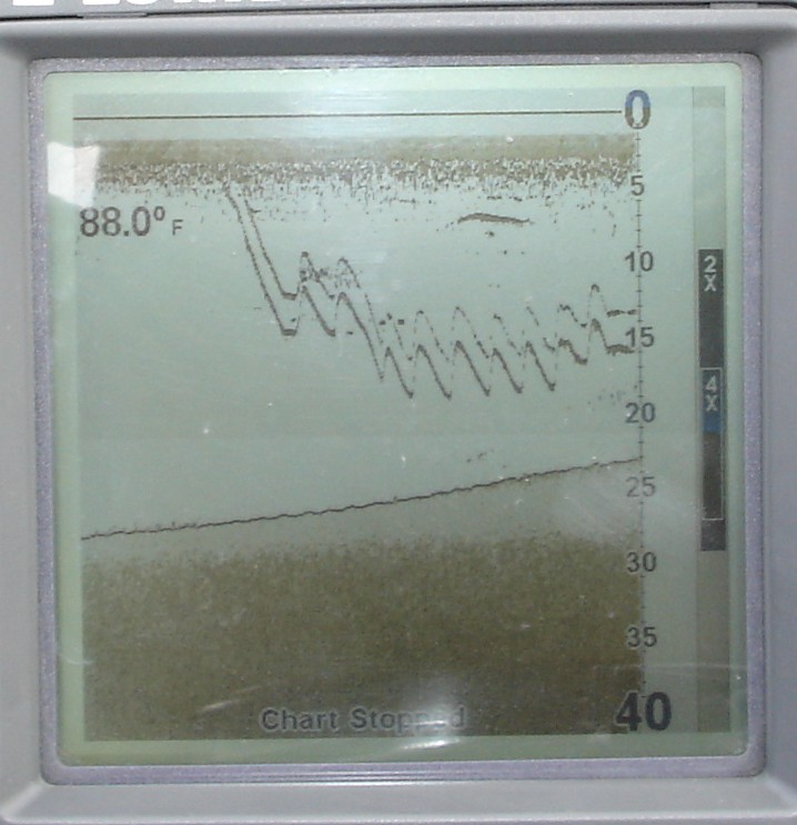 fish, eating drop shot rig.