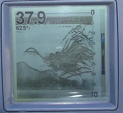 group of shad at 20ft