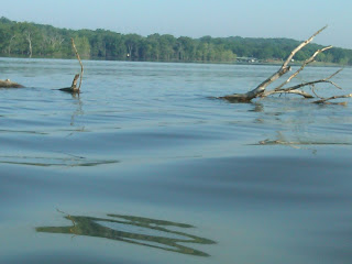 Full Size tree floating in the middle of Table Rock Lake