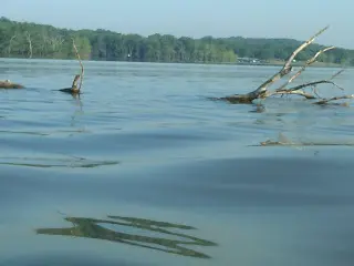 Full Size tree floating in the middle of Table Rock Lake