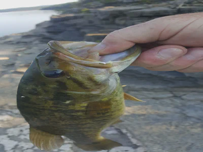 39023254 301862617028330 3254668870505463808 n