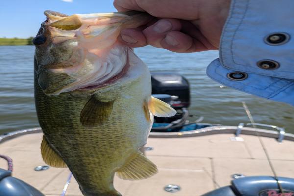 images/gallery1/ksbigbass-6.jpg