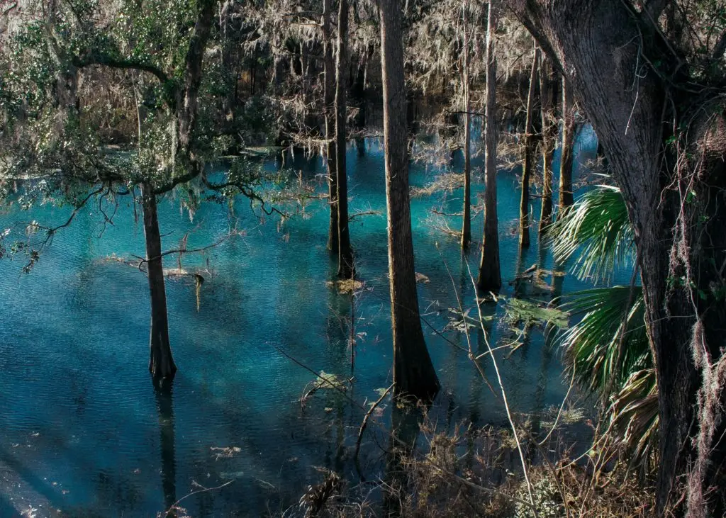 Don’t fish the trees